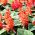 เมล็ดสีแดง Bicolour Salvia - Salvia splendens - 56 เมล็ด