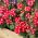 Grădină verbena - mix de varietate - 200 de semințe - Verbena x hybrida nana compacta