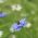 Jomfruen i det grønne - 1500 frø - Nigella damascena