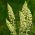 Mignonette Tatlı Kokulu tohumlar - Reseda odorata - 1600 tohum