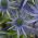 Modré eryngo, ploché more holly - 165 semien - Eryngium planum - semená