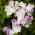 Édes borsó pillangó mix mag - Lathyrus odoratus - 36 mag - magok