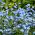 Alpine Forget-Me-Not - blue - seeds - Myosotis alpestris - 450 seeds