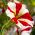 بذور بتونيا المختلطة المتعددة - بتونيا x الهجينة - 80 بذور - Petunia x hybrida pendula  - ابذرة