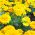 Κίτρινοι σπόροι μαργάρων - Tagetes patula nana fl. pl. - 350 σπόρους - Tagetes patula L.