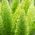 Helecho de espárragos, semillas de espárragos Sprenger - Espárragos sprengeri - 10 semillas - Asparagus densiflorus