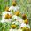 Échinacée pourpre - White Swan - 36 graines - Echinacea purpurea