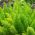 Asparagus Fern, Sprenger Asparagus seeds - Asparagus sprengeri - 10 seeds