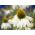 Семена от бял лебед - Ехинацея пурпура Бял лебед - 36 семена - Echinacea purpurea