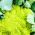 Biji bunga koloid Trevi - Brassica oleracea - 270 biji - Brassica oleracea L. var.botrytis L. - benih