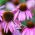Biji Coneflower ungu - Echinacea purpurea - 230 biji - benih