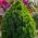 Lawson Cypress frø - Chamaecyparis lawsoniana - 100 frø