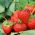 草莓诱惑种子 - 草莓属ananassa  -  60种子 - Fragaria ×ananassa - 種子