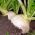 לפתית זרעי כדור שלג - בראסיקה ראפא - 2500 זרעים - Brassica rapa subsp. Rapa
