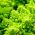 Květák  Romanesco Natalino semena - Brassica oleracea - 270 semen - Brassica oleracea L. var.botrytis L.
