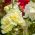 Stockrose Einjährige - Summer Carnival- Mix Samen - Althaea rosea - 50 Samen