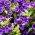 Canterbury καμπάνες - μίγμα χρωμάτων - 2000 σπόροι - Campanula medium
