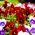 Large flowered  garden pansy - red with black dot - 400 seeds