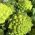 Kukkakaali - Romanesco Natalino - 270 siemenet - Brassica oleracea L. var.botrytis L.