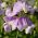 Wicken, Breitblättrige Platterbse gemischte Samen - Lathyrus latifolius - 18 Samen -  