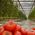 الطماطم "Bekas F1" - لزراعة الدفيئة - Solanum lycopersicum  - ابذرة