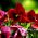 Pansy vườn hoa lớn - đỏ với chấm đen - 400 hạt - Viola x wittrockiana 