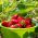 Насіння спокуси полуниці - Fragaria ananassa - 60 насінин - Fragaria ×ananassa - насіння
