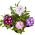 Zahradní verbena - odrůda mix - 200 semen - Verbena x hybrida nana compacta - semena