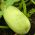 Marrow "Long White Bush 2" - 14 semien - Cucurbita pepo  - semená