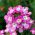 Cỏ roi ngựa vườn - hỗn hợp đa dạng - 200 hạt - Verbena x hybrida nana compacta