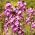 Hạt hỗn hợp Wallflower tiếng Anh - Cheiranthus Cheiri