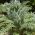 Cardoon种子 -  Cynara cardunculus  -  25种子 - Cynara cardunuculus Bianco avorio - 種子