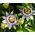 蓝色激情花种子 - 西番莲caerulea  -  22种子 - Passiflora caerulea - 種子
