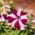 Petunia Multiflora混合种子 - 矮牵牛x hybrida  -  80粒种子 - Petunia x hybrida pendula  - 種子