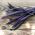 Bønne - Purple Teepee - 100 frø - Phaseolus vulgaris L.