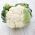 Conopidul "Early Snowball X" - alb - 270 de semințe - Brassica oleracea L. var.botrytis L.