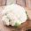 콜리 플라워 "Early Snowball X"- 흰색 - 270 씨앗 - Brassica oleracea L. var.botrytis L.