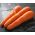 Carrot "Nantes 3" - medium-early variety - 4250 seeds