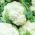 כרובית "מוקדם כדור שלג X" - לבן - 270 זרעים - Brassica oleracea L. var.botrytis L.