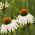 보라색 Coneflower 하얀 백조의 종자 - Echinacea purpurea 하얀 백조 - 36 종자 - 씨앗