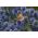 eryngo الأزرق ، هولي البحر المسطح - 165 البذور - Eryngium planum - ابذرة