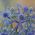 Plava eryngo, ravna morska bobica - 165 sjemenki - Eryngium planum - sjemenke