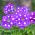 สวนเวอร์บีน่า - พันธุ์หลากหลาย - 200 เมล็ด - Verbena x hybrida nana compacta