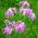 Merah Muda, campuran biji Dianthus Superbus - Dianthus superbus - 280 biji