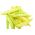 Cüce, sarı Fransızca fasulye "Galopka" - 100 tohum - Phaseolus vulgaris L. - tohumlar