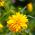Bunga Matahari Palsu, Biji Matahari Musim Panas - Heliopsis scabra - 125 biji - benih