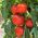 Tomate - Krakus - 320 semillas -  Lycopersicon esculentum Mill.