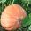 Atlantic Giant Pumpkin seeds - Cucurbita maxima - 12 semen - semena