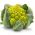 カリフラワートレビの種子 - アブラナ属 -  270種子 - Brassica oleracea L. var.botrytis L. - シーズ