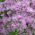 Колумбийски ливадна смеска - Thalictrum aquilegiifolium - 100 семена - Thalictrum aquilegifolium